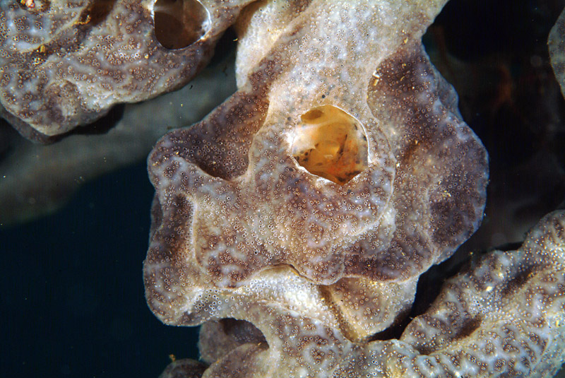 Didemnide  Mar Piccolo (Taranto)